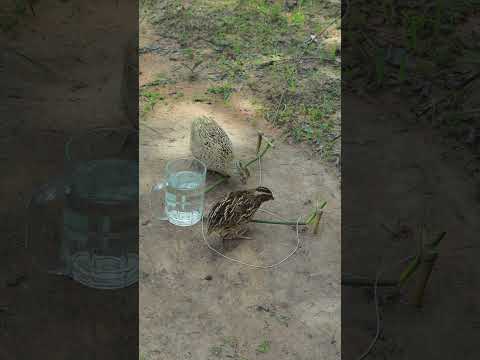 Create amazing DIY bird trap - quail trapping videos #shorts #youtubeshorts