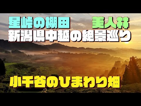 【新潟】十日町の星峠の棚田と美人林、小千谷のひまわり畑！！新潟県中越の絶景巡るドライブ！！ #十日町市 #星峠の棚田 #美人林 #小千谷市 #沢山ポケットパーク