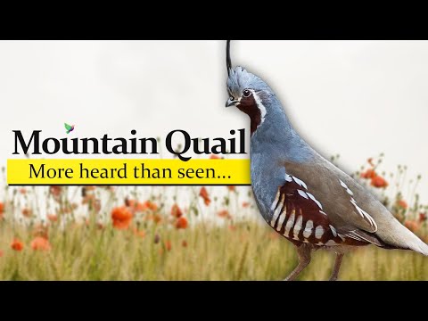 Mountain Quail   A Majestic Bird of the High Altitudes