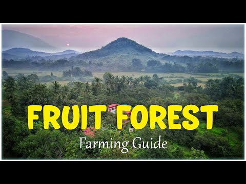 Fruit Forest - Farming Guide