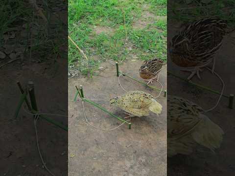 Primitive DIY Creative Quail Trap Video #shorts #ytshortsindia #shortsviral