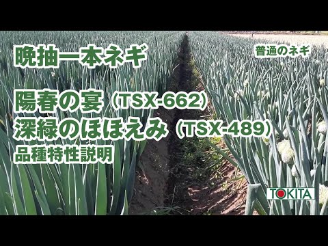 一本ネギ晩抽品種「陽春の宴（TSX-662）& 深緑のほほえみ（TSX-489）」品種特性説明