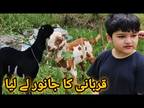 Humara Qurbani k Janwar ah gae|Alhamdulillah 2023 Qurbani