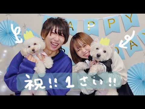 愛犬のお誕生日をお祝いしました🎂