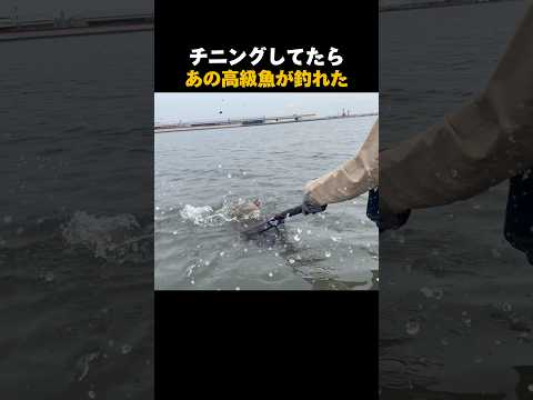 チニングしてたらあの高級魚が釣れた#shorts