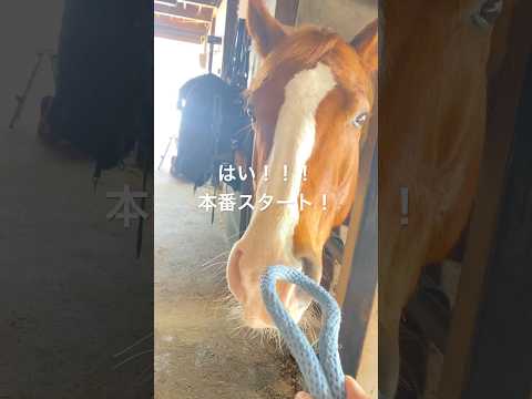 今日も絶好調だ。「ハムハムの歌🐴」#フィニッシュライン #坊っちゃん #引退競走馬