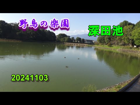 深田池～野鳥の楽園～