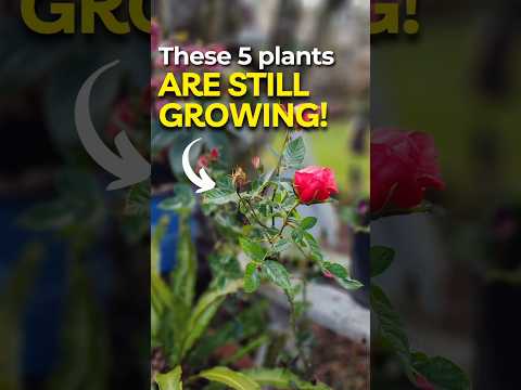 5 Summer Plants Still Growing In Mid-Winter #shorts #garden