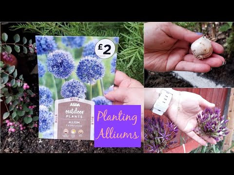 Hello October 🍂 Planting Alliums - Spring Bulbs - Autumn 2021