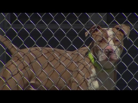 Fate of dog that attacked shelter volunteer sparking controversy in North Haven