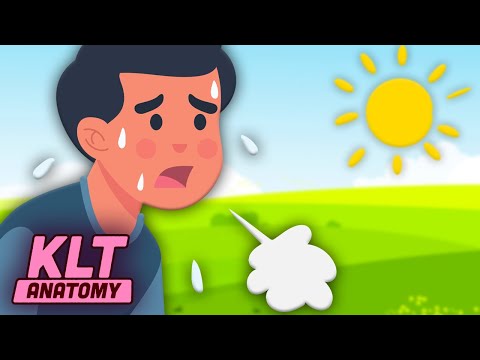 Learn Why Your Body Sweats! | Anatomy Songs For Kids | KLT Anatomy