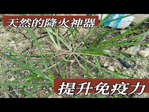 为什么牛筋草可以治一般草药，治不好的病？Why can Eleusine indica  Grass cure diseases that cannot be cured by other herbs