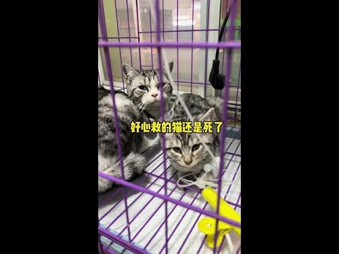 救一只猫可以被10万个人看到，甚至可以被3000个人点赞，但如果可以感染到哪怕只有一个人去帮助它们，这样不管花多少钱都值得去救