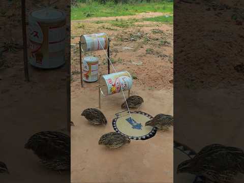 Unbelievable Effective Underground Quail Trap Using Milk Cans and Hole #animaltrap #shorts #birds