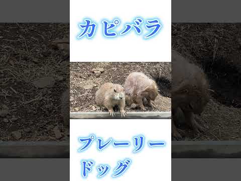 カピバラとプレーリードッグ　#かみね動物園　#カピバラ　#プレーリードッグ　#動物　#どうぶつ