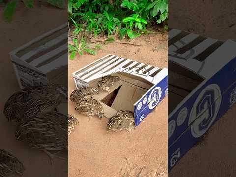 really good quail trap using cardboard box #diy_creative #shorts