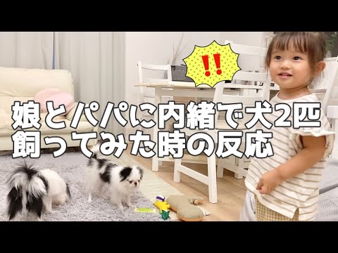 娘とパパに内緒で犬2匹を飼ってみた時の反応（2歳半娘）