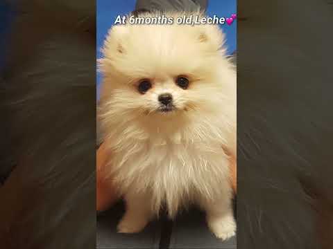 #이랬는데요래됐슴당 #아기강아지 #cúncondễthương #어린시절 #cutedog