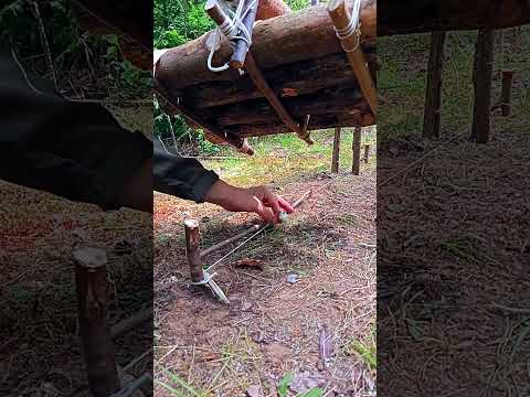 A TEN-MINUTE SURVIVAL TRAP  #survival #trap #bushcraft #nature #camping