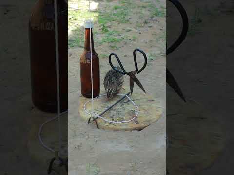 DIY Bird Trap - Unique Building a Bamboo Quail Trap #shortvideo #animaltrap #youtube