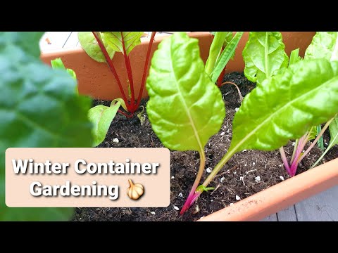 Winter container gardening update - Carvelo Kale, Bright Lights Chard & Harvesting Garlic Scapes 🧄