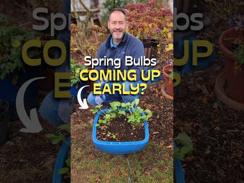 Don't Panic If Your Spring Bulbs Are Coming Up in Fall #shorts