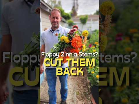 How to Fix Floppy Zinnias (the right way)