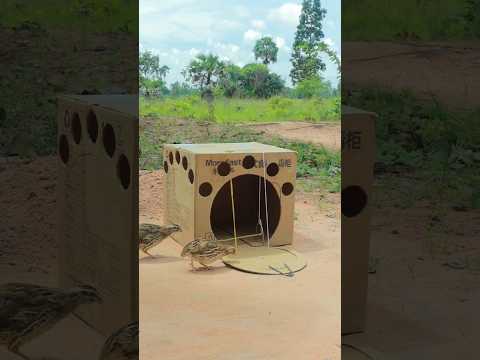 DIY Techniques for Building a Genius Underground Quail Trap #birdtrap #shortvideo #shorts