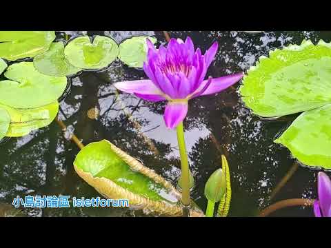 睡蓮＠寶蓮禪寺 water lily mhp4116 nov2024