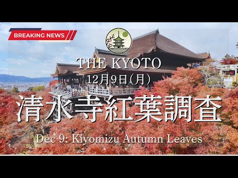 December 9 (Monday) Update on the autumn leaves at Kiyomizu-dera!