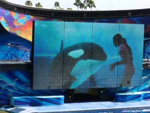 Shamu Show at Seaworld,Orlando (part 1)