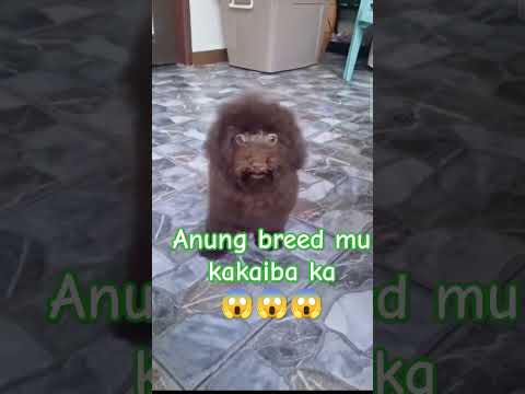 #shortvideo #youtubeshort #amazingshorts #dog #doglover