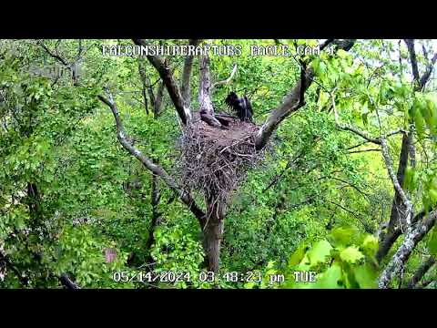 Eaglets Winnowing