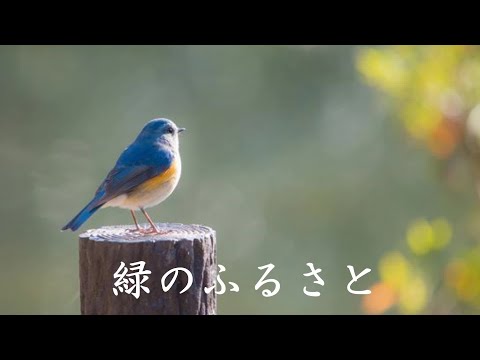 緑のふるさと　石川さゆり