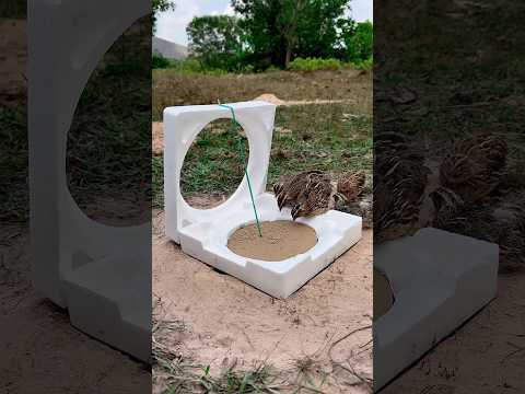 DIY Unique underground quail trap #shorts