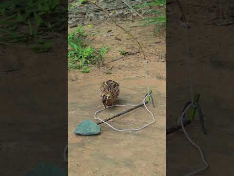 Unique Technique Quail Trapping Idea #ytshorts #shortvideo #youtubeshorts