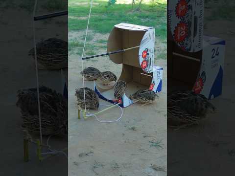 Primitive DIY Quail Traps - Technique Creative Bird Trapping With Cardboard Box #shorts #ytshorts