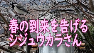 春の到来を告げるシジュウカラさん【越冬給餌】