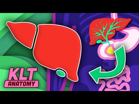 How Your Liver Works | KLT Anatomy