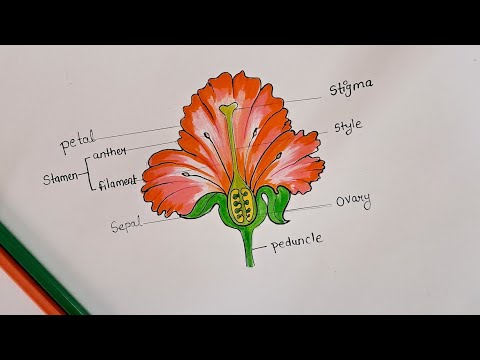 how to draw a flower anatomy diagram//parts of flower easy diagram