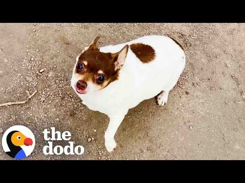 Obese Chihuahua Loses Half Of His Body Weight | The Dodo