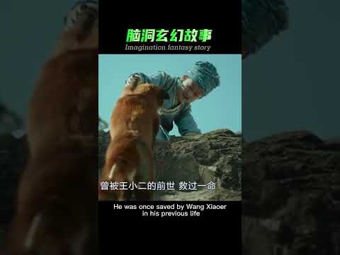 小男孩救了一只狐狸，没想到会发生这样的事。The little boy saved a fox, never expecting anything like this to happen.