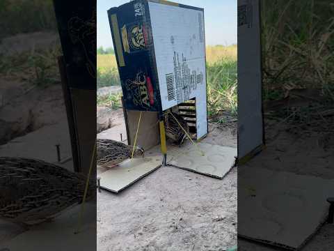 Easy Creative DIY Quail Trap Using Cardboard Box #shorts