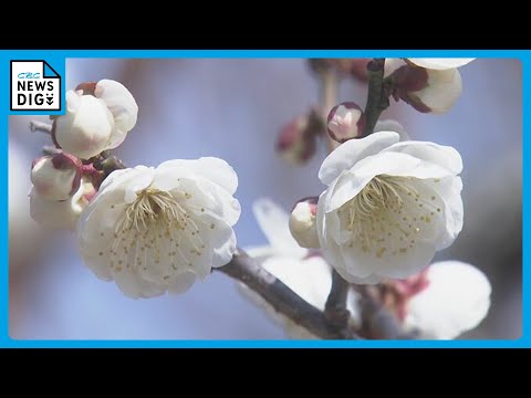 漂う良い香りと紅白の八重の花楽しむ　三重県伊勢市で「臥竜梅」が見ごろ