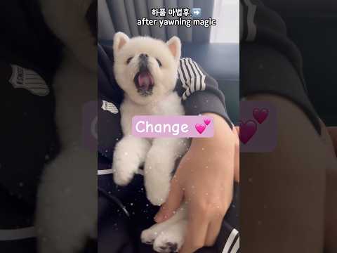 😻고양이가 되고싶냥😻#고양이영상 #cutepets#cúncondễthương#shorts #dogshorts #강아지쇼츠