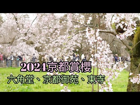 2024年京都賞櫻（六角堂、京都御苑、東寺）