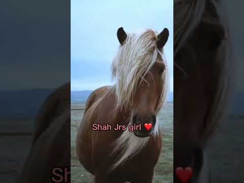 My Shah Jr. ♥️🐴 #shahshorts #dayofshah #desi #desiboy #gift #horse #animalshorts #shortsvideo