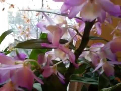 Winter Blooming Dendrobium Nobile