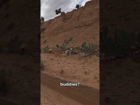 Bikepacking in Algeria be like