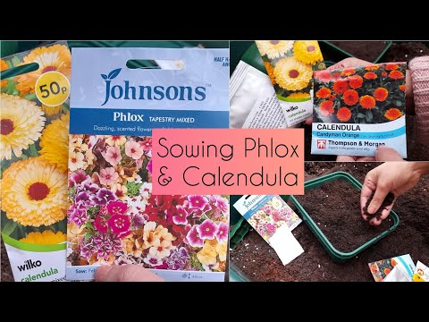 Sow with Me: Sowing Phlox & 3 varieties of Calendula Seeds (Candyman, Art Shades & Snow Princess) 🌼